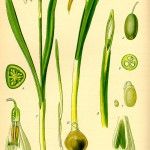 illustration_galanthus_nivalis0