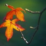 autumn-leaves (1)