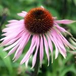 Echinacea